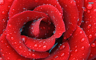 drop-in water on Rose petal flower HD wallpaper