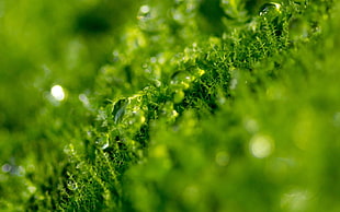 water drop on green leaf in macro shot HD wallpaper