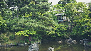 green pine tree, forest, leaves, fall, house