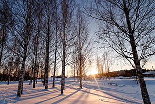 brown bare tree during winter HD wallpaper