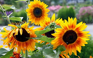 yellow Sunflower flowers in bloom at daytime HD wallpaper