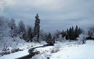 snow covered forest, nature, snow, winter, trees