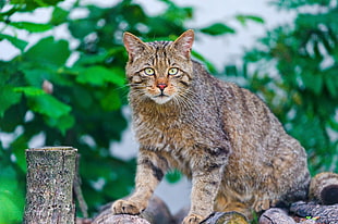 closeup photography of brown tabby cat