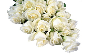 bouquet of white roses HD wallpaper