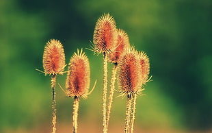 macro photography of brown and yellow flowers