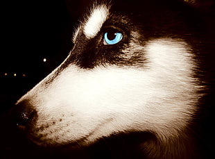 white and brown fur textile, Siberian Husky , blue eyes, animals, dog