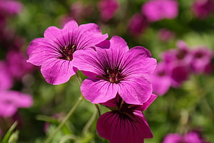 selective focus of 5-petaled flower