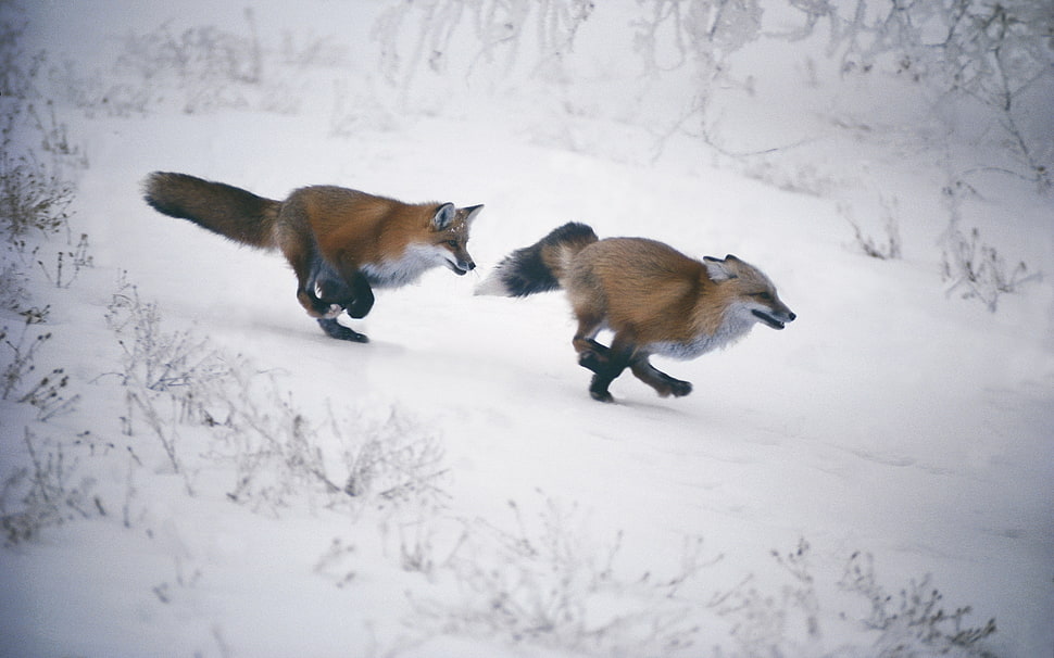 two brown fur fox running on snowfield HD wallpaper