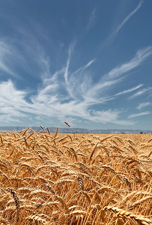 time laps photo of a wreath field under blue skies HD wallpaper