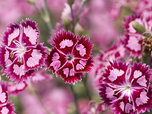 shallow focus photography of pink and red flowers