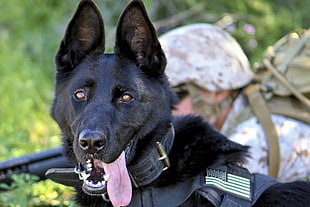closeup photo of adult solid black German shepherd with black vest near person in camouflage jacket during daytime HD wallpaper