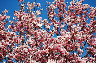 pink petaled flowers