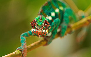 green and red chameleon on green and brown branch photo taken during daytime