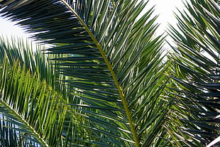 green palm leaves