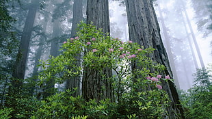 green leafed plant near tree trunk