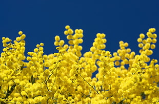 yellow petaled flowers HD wallpaper