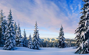 snow-covered pine trees, nature, landscape, snow, trees