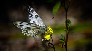 white and brown butterfly perched on yellow flower HD wallpaper
