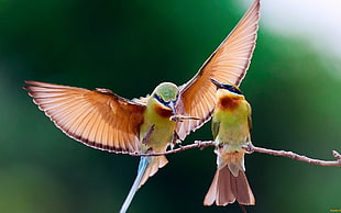 two yellow-brown-and-red birds, birds, bee-eaters HD wallpaper