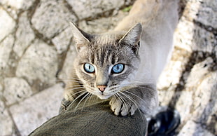 brown and white tabby cat, animals, cat, blue eyes HD wallpaper