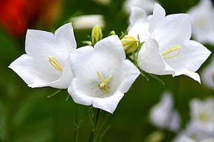 selective focus photography of white clustered flowers HD wallpaper