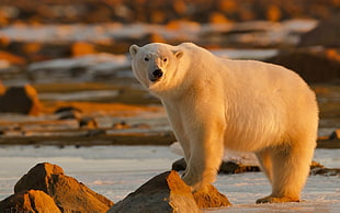 photo of white polar bear during daytime HD wallpaper