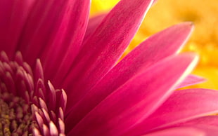 pink flower, flowers, plants HD wallpaper