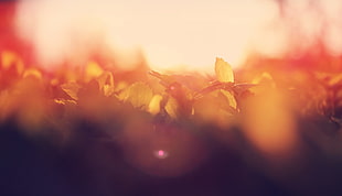 warm colors, plants, blurred HD wallpaper