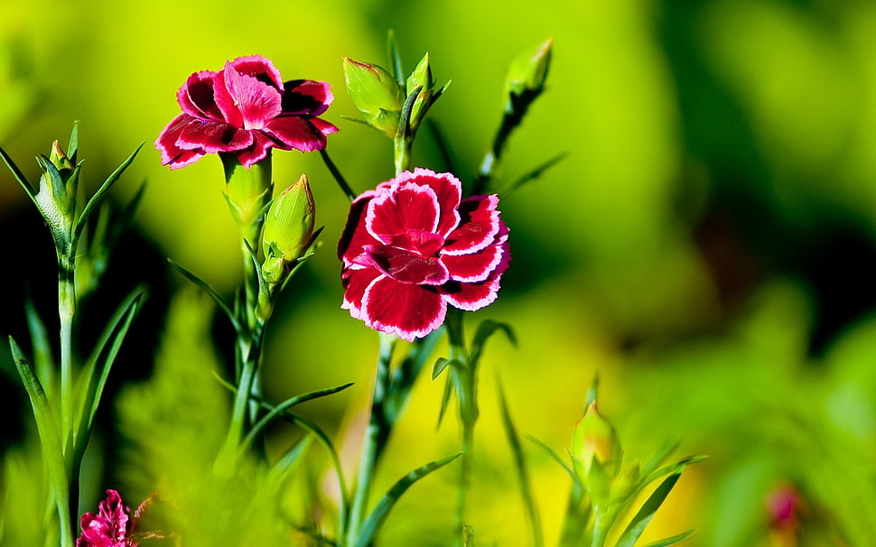 close-up photography of red petaled flower HD wallpaper