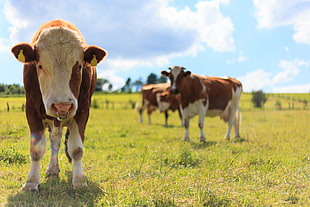 herd of white-and-brown cows at daytime HD wallpaper