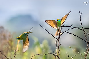 depth of view photography of two green humming birds HD wallpaper