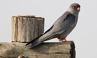 gray bird on brown wooden plank, amur falcon, falco, suikerbosrand, gauteng, africa HD wallpaper