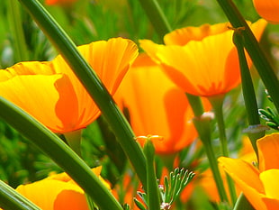 close up photo of yellow petaled flower