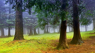 green leafed tree, nature, trees, forest, leaves