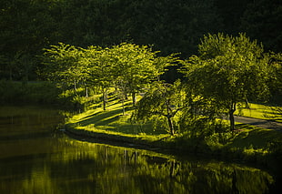 green forest tree beside body of water during daytime HD wallpaper