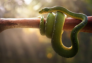 green snake wrapped around a brown tree branch HD wallpaper