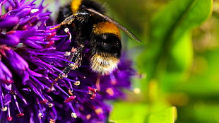 black and orange bee, bees, flowers, purple flowers, macro HD wallpaper