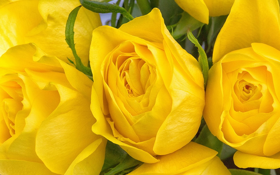 yellow Rose flowers HD wallpaper