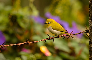 yellow bird perched on rust barbwire in closeup photo HD wallpaper