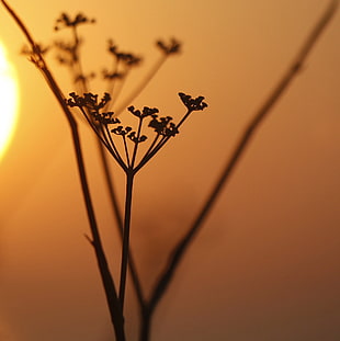 silhouette of plant during sunset