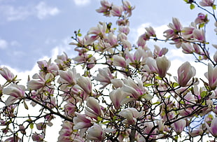 white-and-pink Magnolias closeup photo