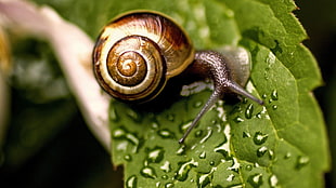 garden snail on green leaf, snail, leaves, dew HD wallpaper