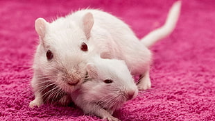 two white mouse on pink rug HD wallpaper