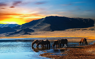 six brown horses drinking water on body of water HD wallpaper