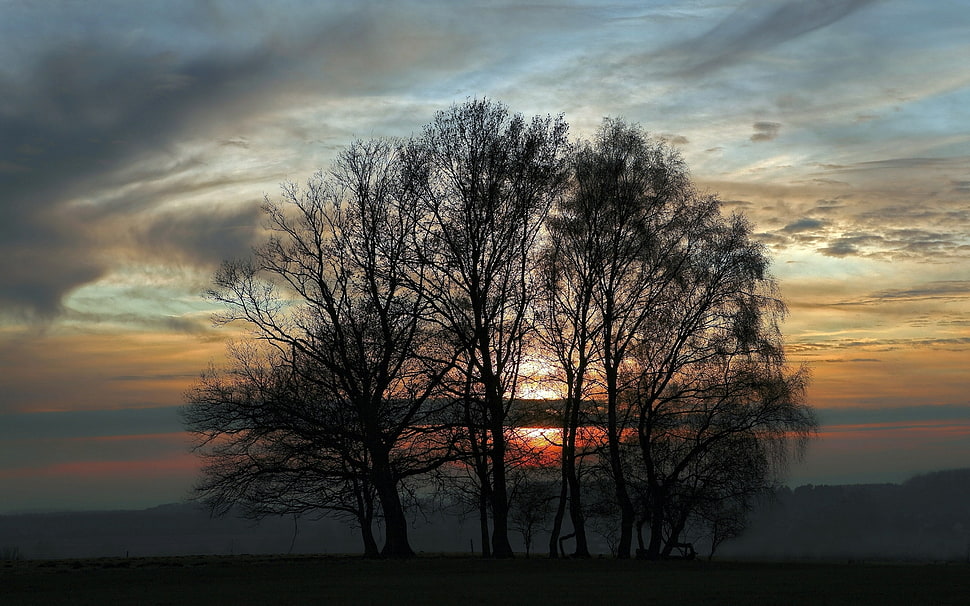 bare trees photo during sunset HD wallpaper
