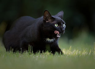 short-furred black cat, cat HD wallpaper