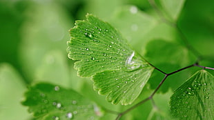 green leaf plant, nature, leaves, closeup, macro HD wallpaper