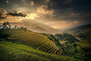 rice terraces, nature, landscape, field, terraces HD wallpaper