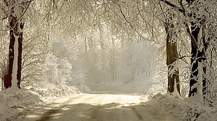 closeup photo of hallway road surround by trees with snow HD wallpaper