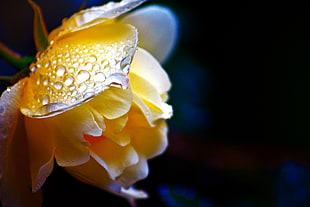 yellow petaled flower, rose HD wallpaper